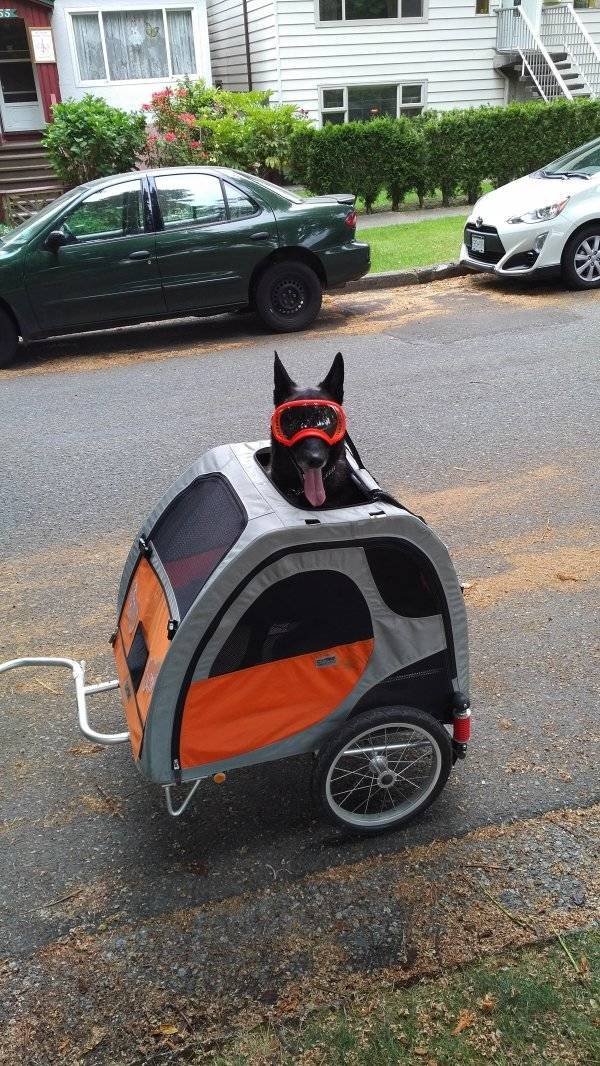 Funny Animals (30 pics)