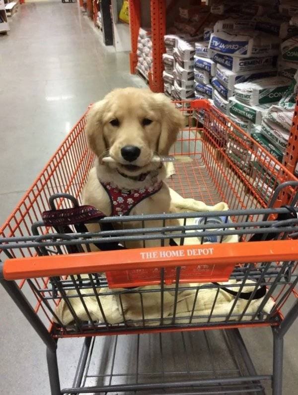 Funny Animals (30 pics)