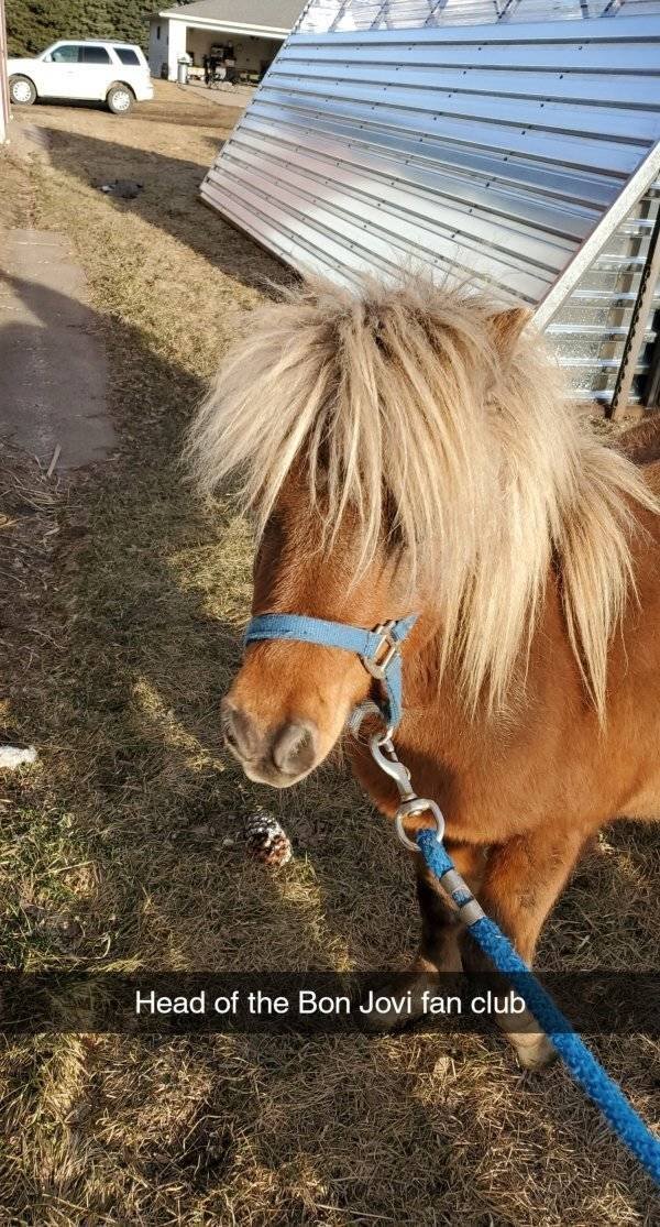 Funny Animals (30 pics)