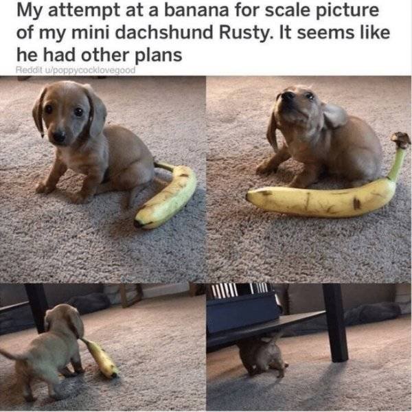 Funny Animals (30 pics)