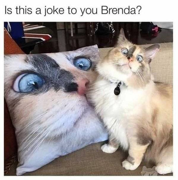 Funny Animals (30 pics)