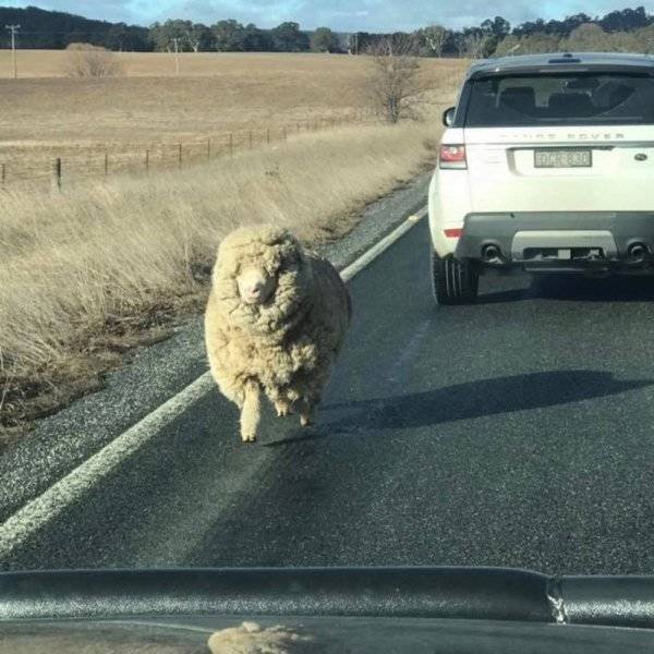 Funny Animals (30 pics)