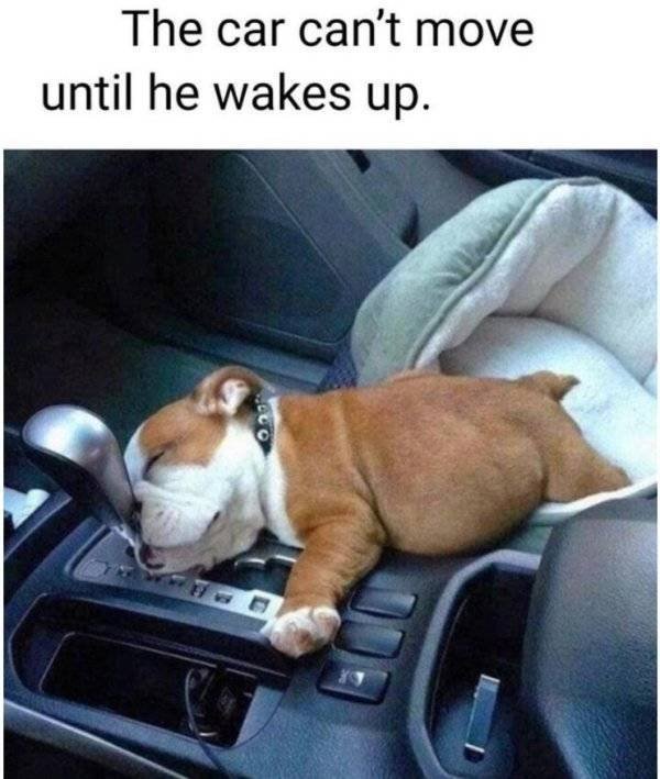 Funny Animals (30 pics)