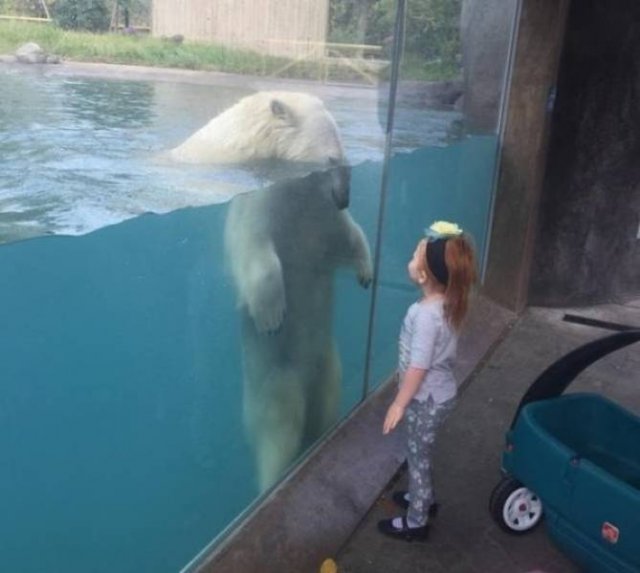 Funny Animals (30 pics)