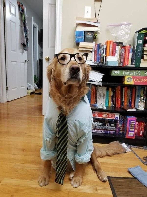 Funny Animals (30 pics)
