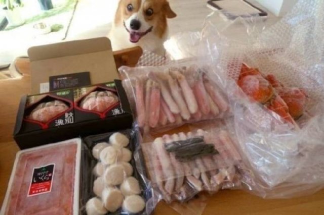 Funny Animals (30 pics)
