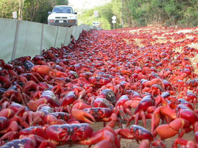 Odd And Creepy Photos From Australia (44 pics)