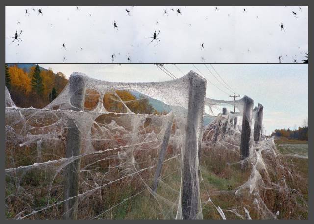 Odd And Creepy Photos From Australia (44 pics)