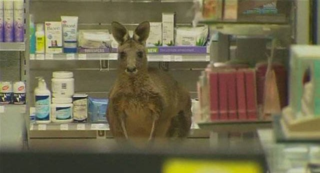 Odd And Creepy Photos From Australia (44 pics)