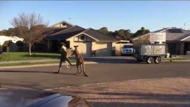 Odd And Creepy Photos From Australia (44 pics)