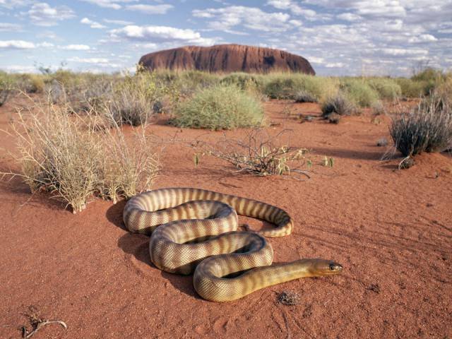 Odd And Creepy Photos From Australia (44 pics)