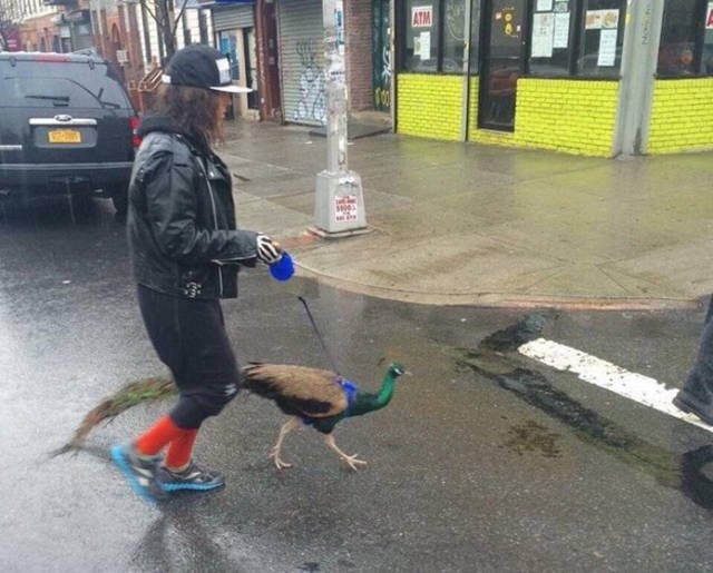 What Is Going On Here? (29 pics)