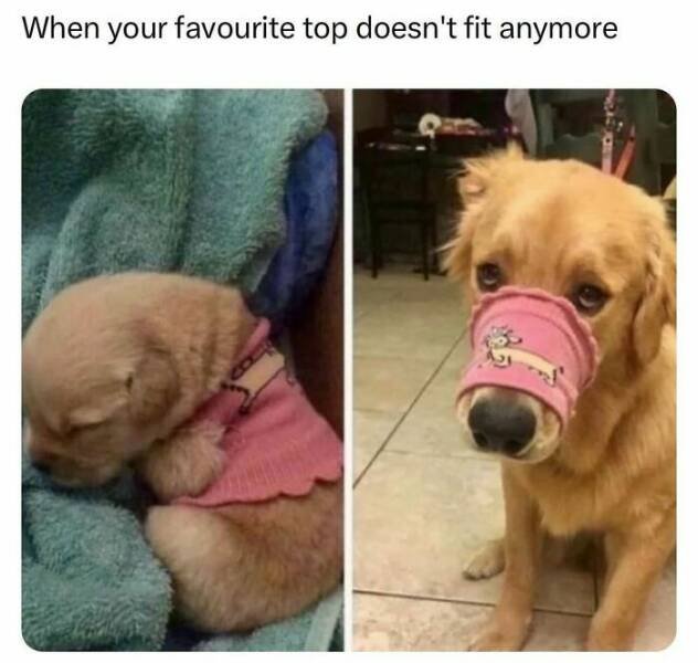 Random Memes (24 pics)
