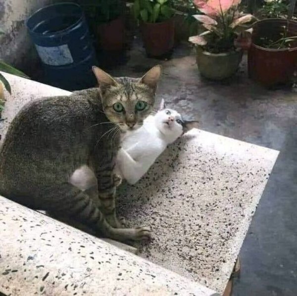 What Is Going On Here? (28 pics)