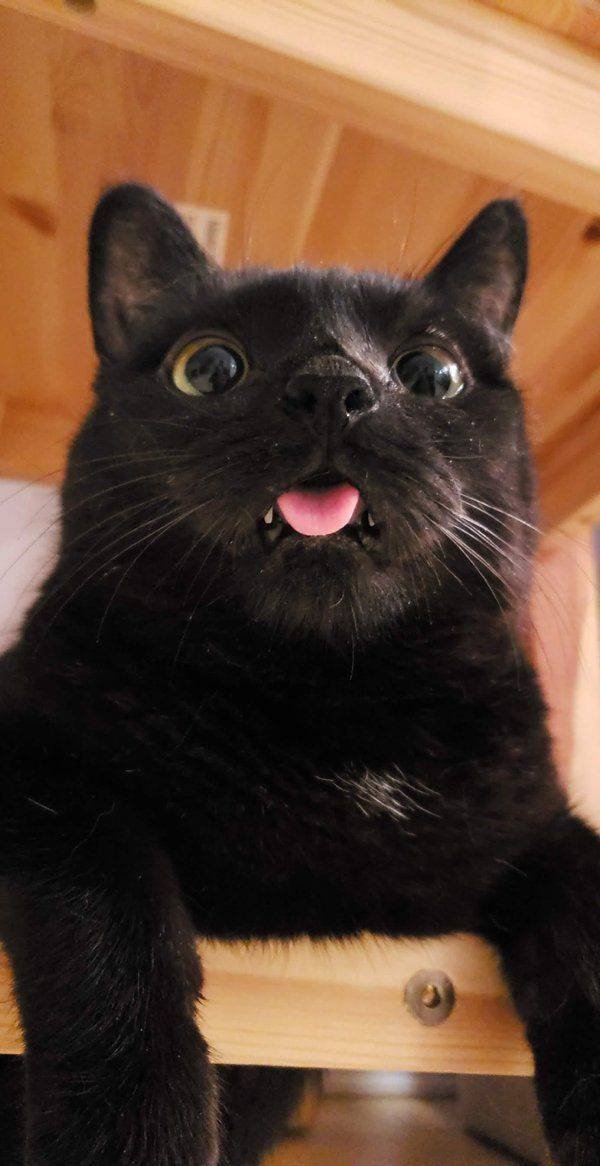 People Share Their Cute Cats (30 pics)
