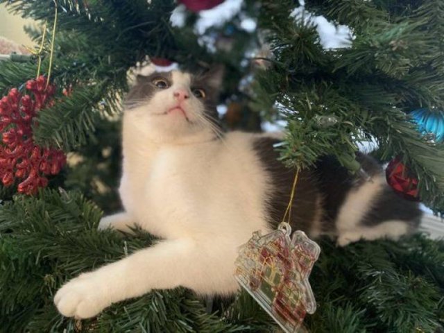 People Share Their Cute Cats (30 pics)