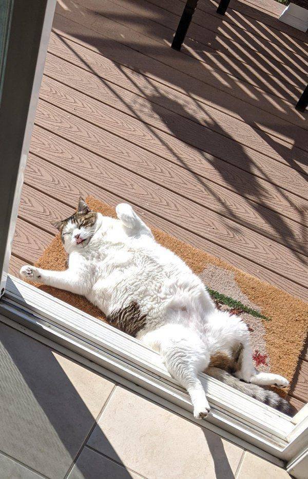 People Share Their Cute Cats (30 pics)