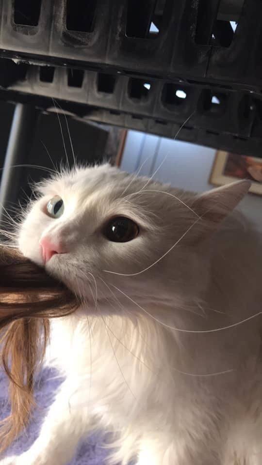 People Share Their Cute Cats (30 pics)