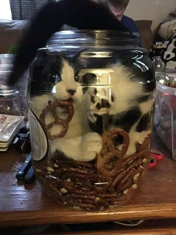 People Share Their Cute Cats (30 pics)