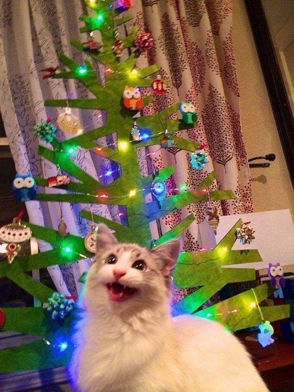 People Share Their Cute Cats (30 pics)