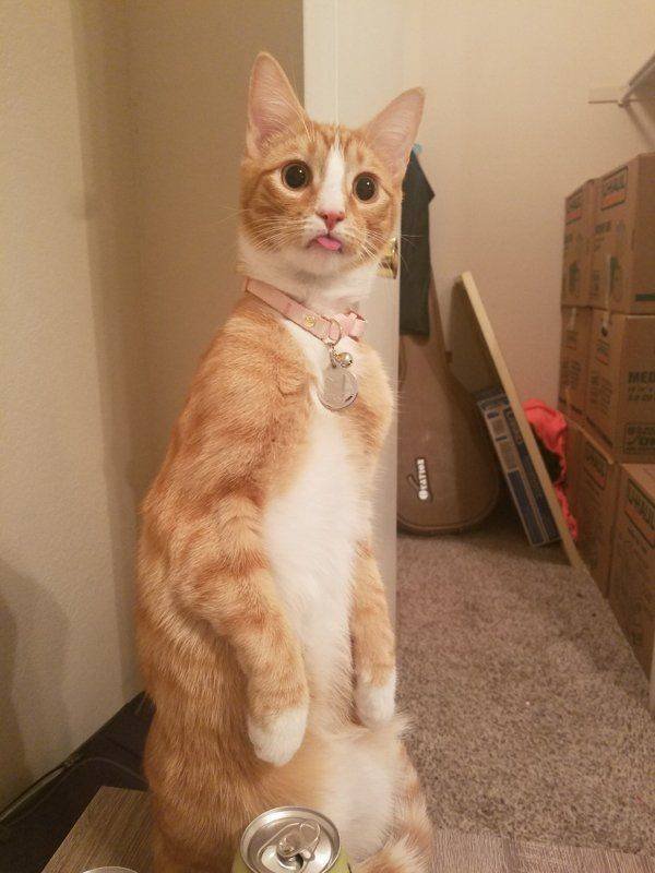 People Share Their Cute Cats (30 pics)