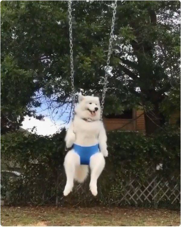 Funny Animals (52 pics)