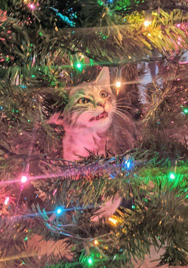 People Share Their Cute Cats (30 pics)