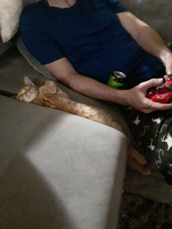 People Share Their Cute Cats (30 pics)