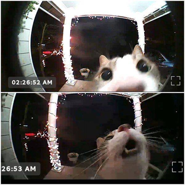 People Share Their Cute Cats (30 pics)