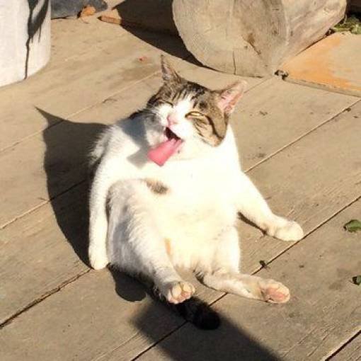 People Share Their Cute Cats (30 pics)
