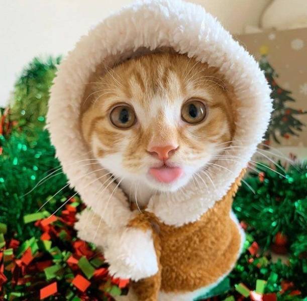 People Share Their Cute Cats (30 pics)