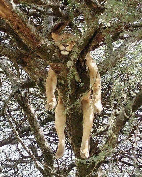 People Share Their Cute Cats (30 pics)