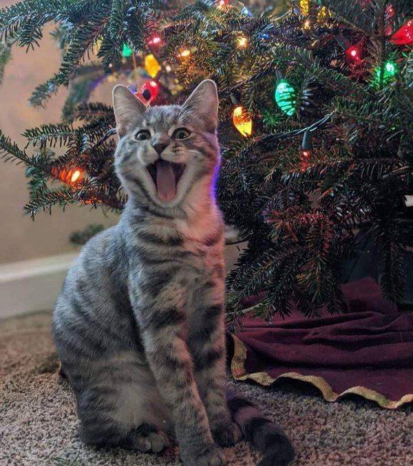 People Share Their Cute Cats (30 pics)