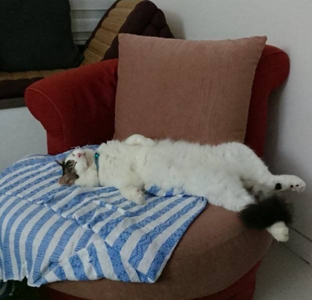 People Share Their Cute Cats (30 pics)