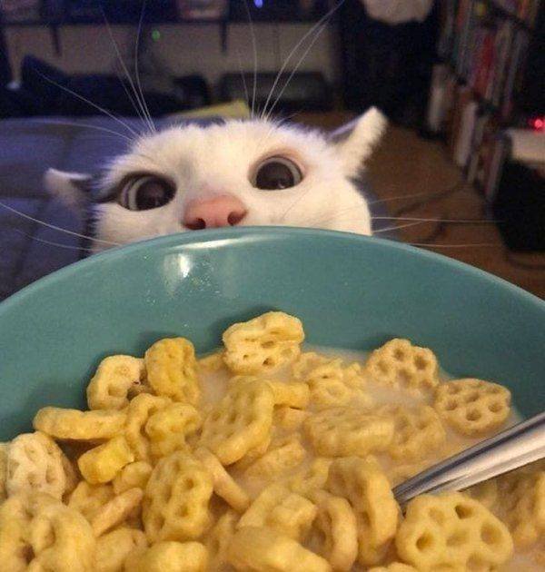 People Share Their Cute Cats (30 pics)