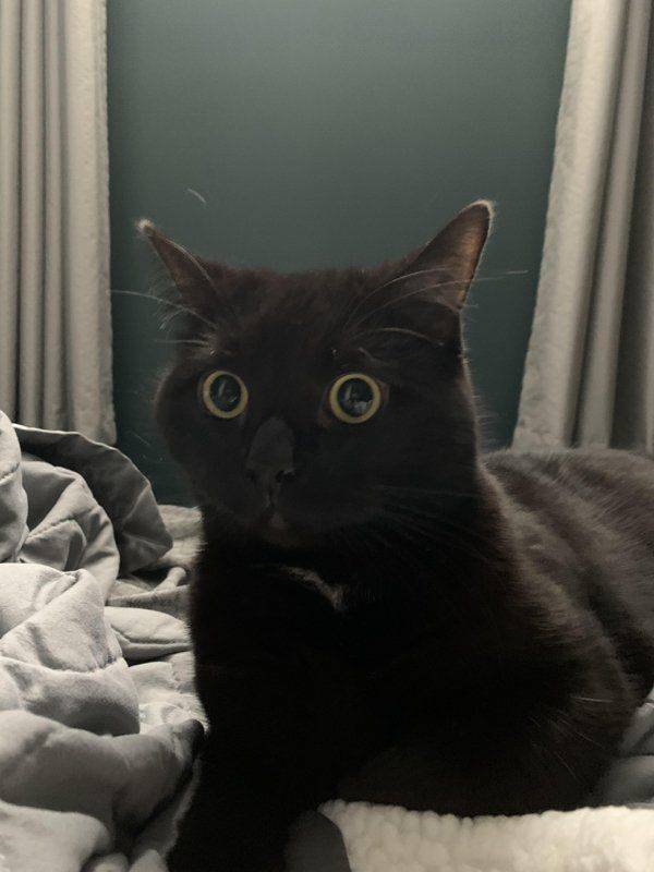 People Share Their Cute Cats (30 pics)