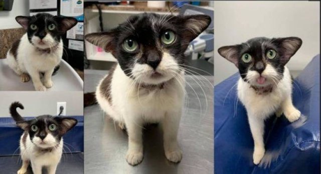 People Share Their Cute Cats (30 pics)