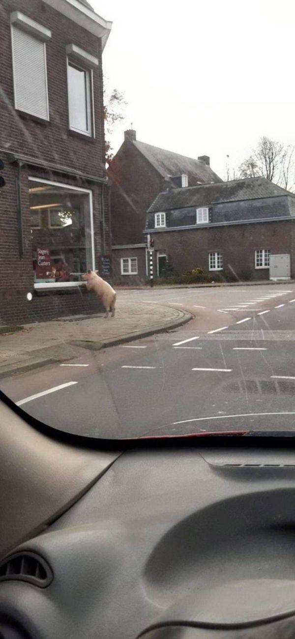Funny Animals (52 pics)