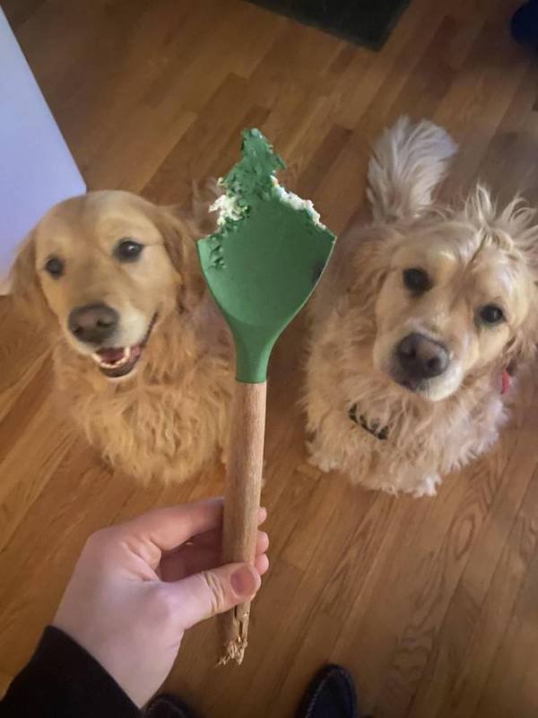 Funny Animals (47 pics)