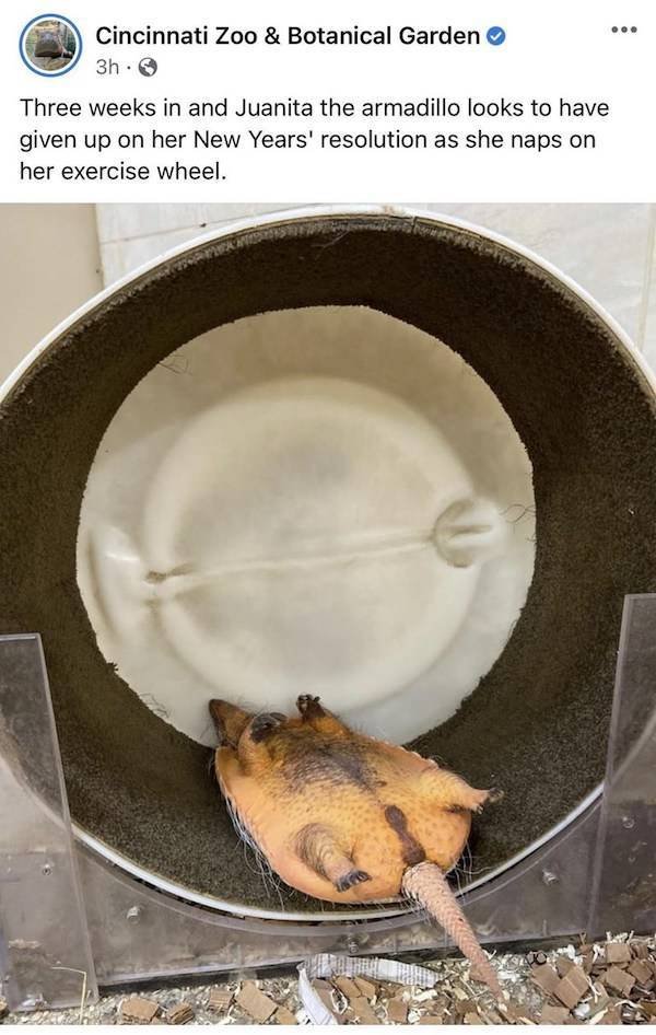 Funny Animals (47 pics)