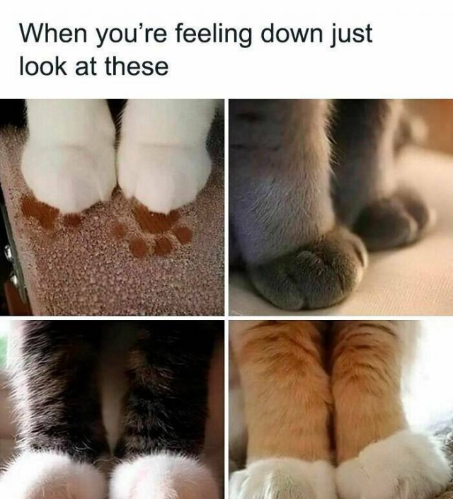 Memes With Cats (25 pics)