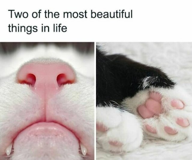 Memes With Cats (25 pics)