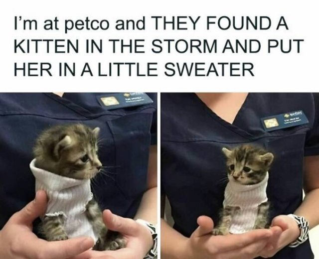 Memes With Cats (25 pics)