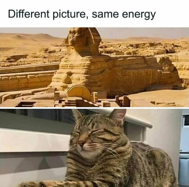 Memes With Cats (25 pics)