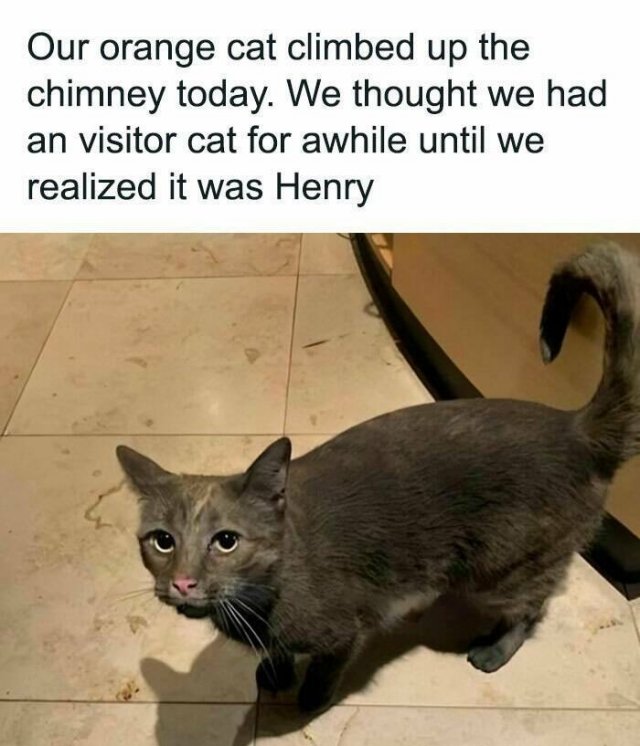 Memes With Cats (25 pics)