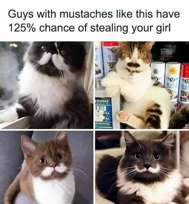 Memes With Cats (25 pics)