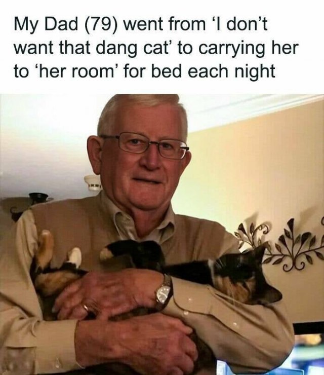 Memes With Cats (25 pics)