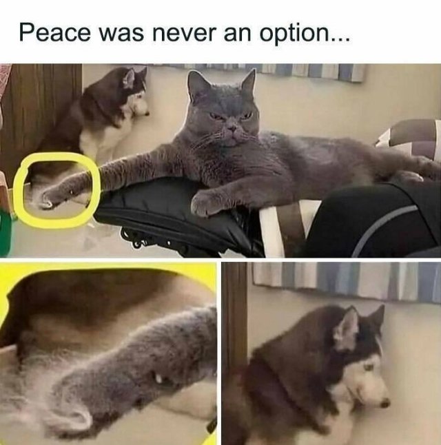 Memes With Cats (25 pics)