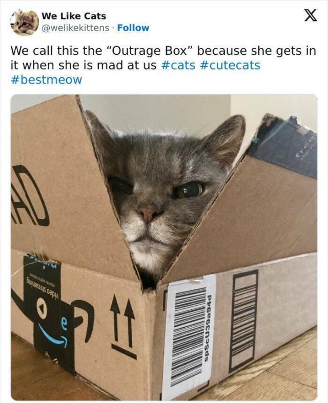 Memes With Cats (25 pics)