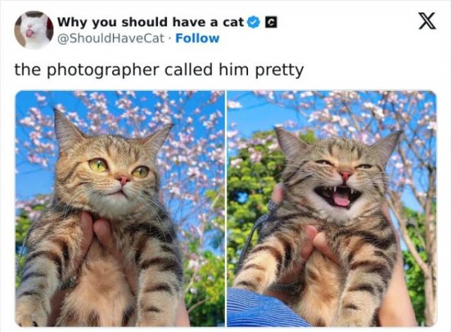 Memes With Cats (25 pics)